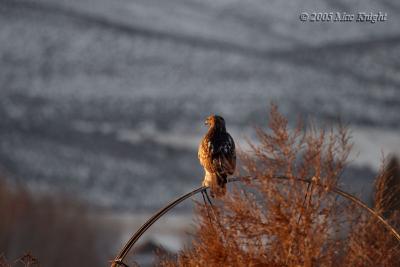 red tail sunrise