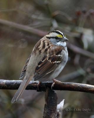 White-Throated Sparrow Poppoff Trail
