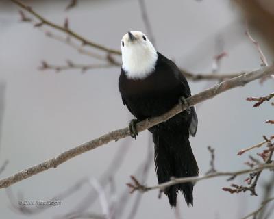 White-headed Woodpecker Nile Valley-1