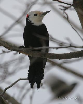 Male White-headed Woodpecker Nile Valley-1