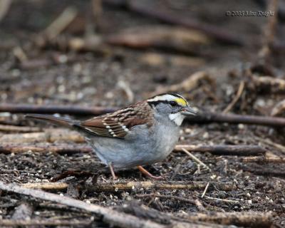White-throated Sparrow Poppoff-6