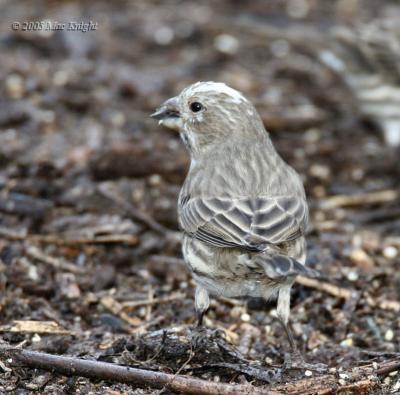 white-Headed House Finch-1