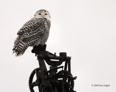 Snowy Owl on Windmill Hwy 2 mp_256-1