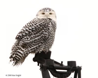 Snowy Owl on Old Windmill