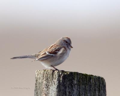 American Tree Sparrow-1