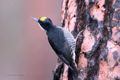 Black-blacked woodpecker Gifford Cmpg-2