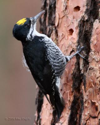 black-blacked woodpecker Gifford Cmpg-1