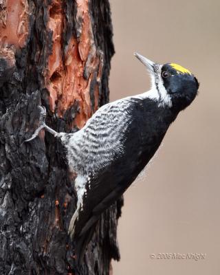 black-blacked woodpecker Gifford Cmpg-4