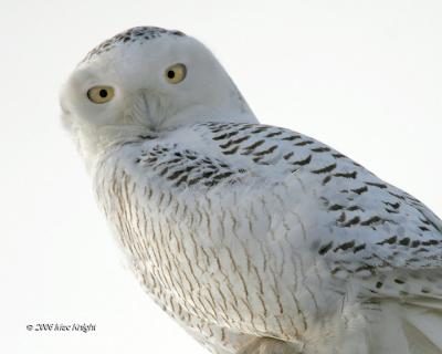 Snowy Owl Closeup-1