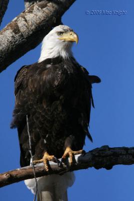 bald eagle Ellensburg