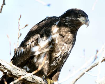 Juvenile bald eagle Ellensburg