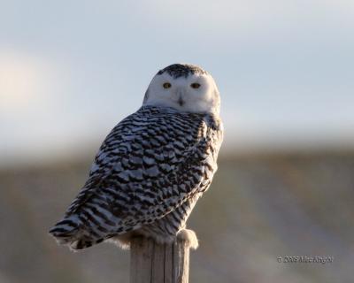 Snowy owl on post Reardan