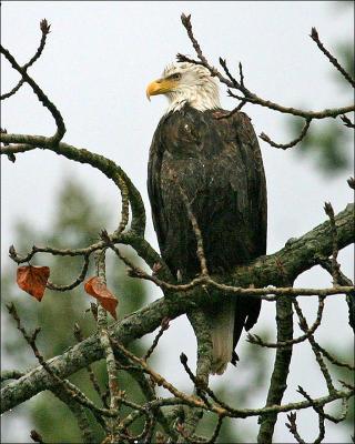 wet bald eagle
