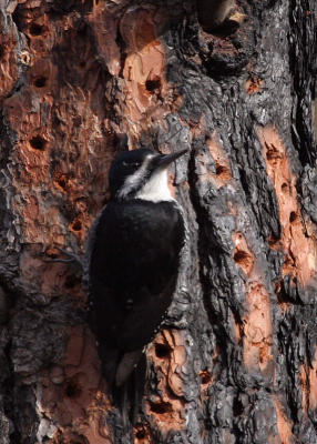 female black-backed woodpecker