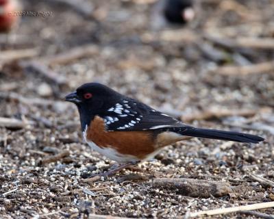 Spotted towhee Yakima Greenway
