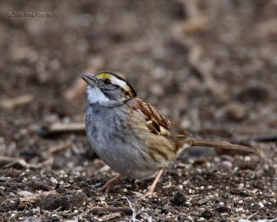 White-throated Sparrow Yakima Greenway