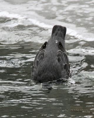 American Dipper American River