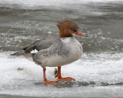 Common Merganser American River