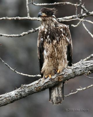 Juvenile Bald Eagle American River