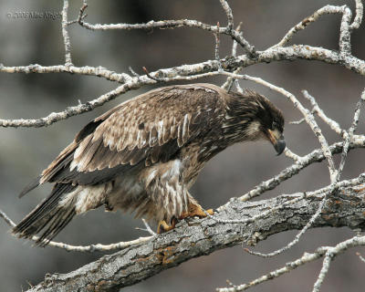 Juvenile Bald Eagle American River