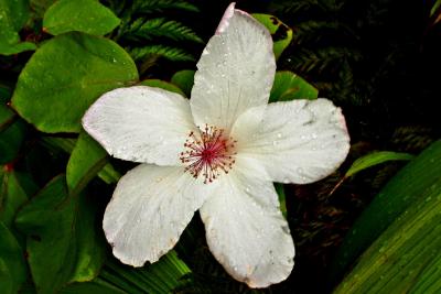 white hibiscus.jpg