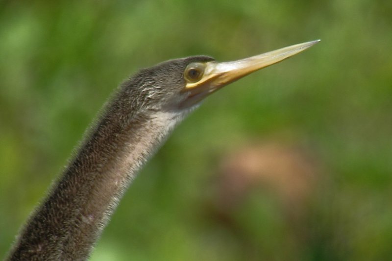 92-DSC00234-Anhinga.jpg