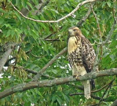 Red-tailed Hawk, P.Wms.