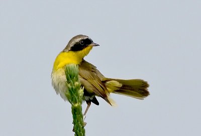 C.Yellowthroat, Brier