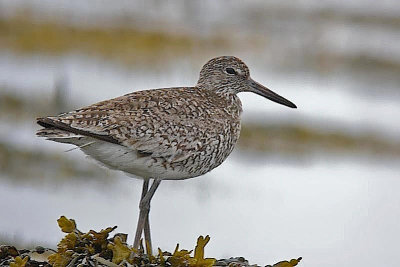 Willet, Westport
