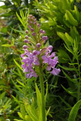 Purple-fringed Orchid, Brier
