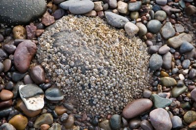 Pebbles and barnacles, Scotts Bay