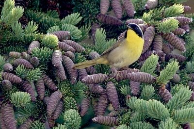 C.Yellowthroat and cones, Westport