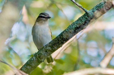 Red-eyed Vireo, P.Wms.