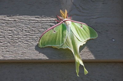 Luna moth, Harborville