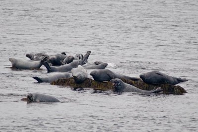Gray seals, Brier