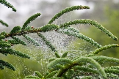 Cobweb on spruce, Brier