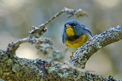 N.Parula, Halls Harbor