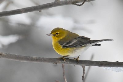 Pine Warbler, Kentville DSC_0251.jpg