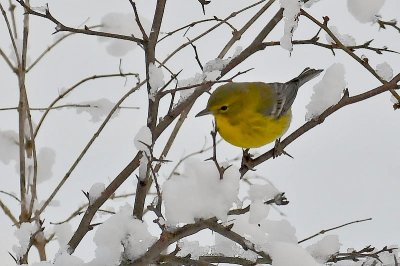 7. Warblers