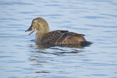 F.King Eider