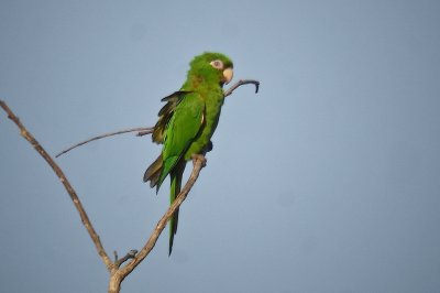 122-DSC00300-Parakeet.jpg