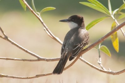 13-DSC_1398-Loggerhead Kingbird.jpg