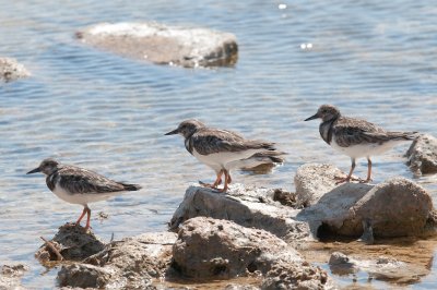 14-DSC_1407-Ruddy Turnstones.jpg