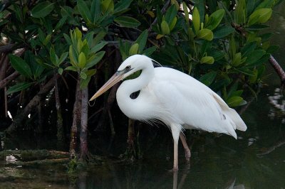 153-DSC_1772-GBH White phase.jpg