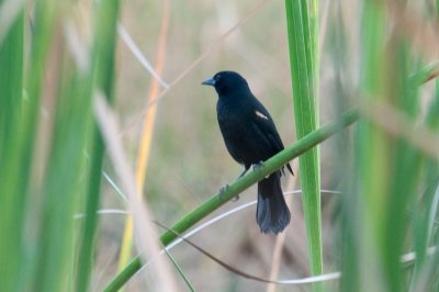 19-DSC_1427-Red-shouldered Blackbird.jpg