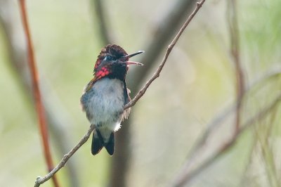 202-DSC_1898-Bee Hummer.jpg