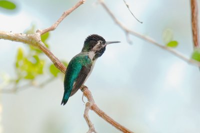 210-DSC_1935-Bee Hummer.jpg