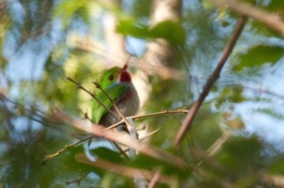 223-DSC_1951-Tody.jpg