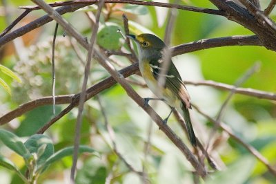 228-DSC_1978-White-eyed Vireo.jpg