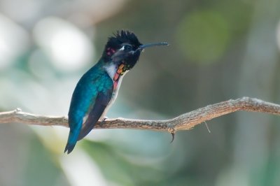 231-DSC_1992Bee Hummer.jpg